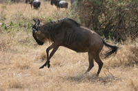 mad wildebeest Ngorongoro Crater, Arusha, East Africa, Tanzania, Africa