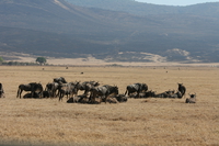 071004091529_wildebeest_resting
