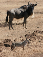 golden jackal and wildebeest Ngorongoro Crater, Arusha, East Africa, Tanzania, Africa