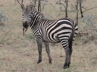 zebra looking Mwanza, East Africa, Tanzania, Africa
