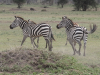 zebra run Mwanza, East Africa, Tanzania, Africa