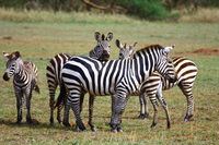 zebra mating Mwanza, East Africa, Tanzania, Africa
