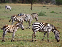zebras Mwanza, East Africa, Tanzania, Africa