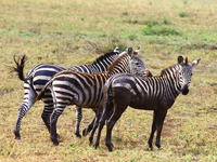 zebras Mwanza, East Africa, Tanzania, Africa