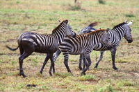 zebras Mwanza, East Africa, Tanzania, Africa