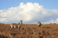 zebras Serengeti, Ngorongoro, East Africa, Tanzania, Africa