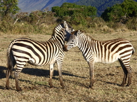 zebras Serengeti, Ngorongoro, East Africa, Tanzania, Africa