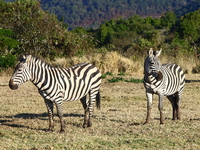 zebras Serengeti, Ngorongoro, East Africa, Tanzania, Africa