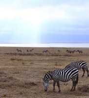 zebras Ngorongoro Crater, Arusha, East Africa, Tanzania, Africa