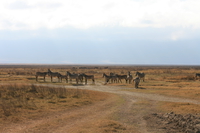 zebras Ngorongoro Crater, Arusha, East Africa, Tanzania, Africa