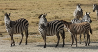 zebras Ngorongoro Crater, Arusha, East Africa, Tanzania, Africa