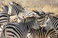 zebras Ngorongoro Crater, Arusha, East Africa, Tanzania, Africa