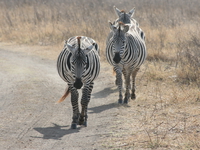 zebras Ngorongoro Crater, Arusha, East Africa, Tanzania, Africa