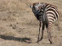 zebras kiss ass Ngorongoro Crater, Arusha, East Africa, Tanzania, Africa
