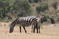 zebra monster Ngorongoro Crater, Arusha, East Africa, Tanzania, Africa