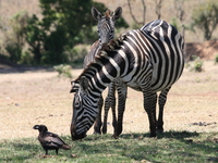zebra and raven Ngorongoro Crater, Arusha, East Africa, Tanzania, Africa