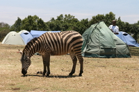 zebra Ngorongoro Crater, Arusha, East Africa, Tanzania, Africa