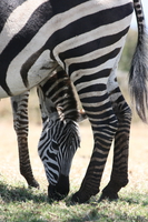 view--two headed zebra Ngorongoro Crater, Arusha, East Africa, Tanzania, Africa