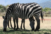 two headed zebra Ngorongoro Crater, Arusha, East Africa, Tanzania, Africa