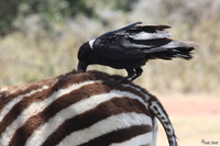 view--zebra and raven friend Ngorongoro Crater, Arusha, East Africa, Tanzania, Africa