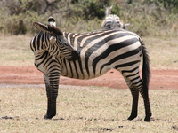 injured_zebra