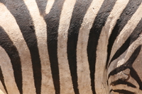 zebra pattern pelt Ngorongoro Crater, Arusha, East Africa, Tanzania, Africa