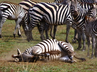 zebra roll roll roll Mwanza, East Africa, Tanzania, Africa