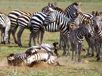 zebra roll roll Mwanza, East Africa, Tanzania, Africa