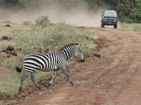 zebra crossing Mwanza, East Africa, Tanzania, Africa