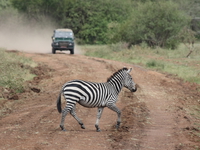 zebra crossing Mwanza, East Africa, Tanzania, Africa