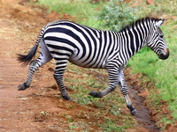 zebra crossing Mwanza, East Africa, Tanzania, Africa