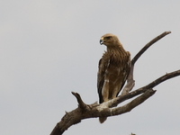 tawny eagle Mwanza, East Africa, Tanzania, Africa