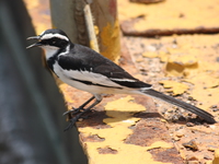 african_pied_wag_tail