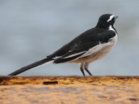 070925141343_african_pied_wag_tail