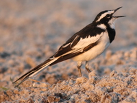 070928182643_view--african_pied_wag_tail