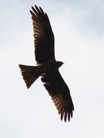 black african kite Bugala Island, East Africa, Uganda, Africa