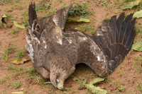 dead black kite Bugala Island, East Africa, Uganda, Africa