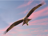 black african kite Bugala Island, Bukoba, East Africa, Uganda, Tanzania, Africa