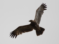 black kite Mwanza, East Africa, Tanzania, Africa