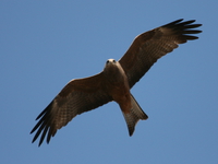 black kite Ngorongoro Crater, Arusha, East Africa, Tanzania, Africa