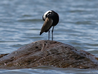 view--blacksmith lapwing Jinja, East Africa, Uganda, Africa