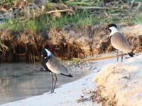 blacksmith lapwing Kampala, Enteppe, Bugala Island, East Africa, Uganda, Africa