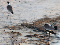 blacksmith lapwing Kampala, Enteppe, Bugala Island, East Africa, Uganda, Africa