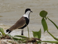 blacksmith lapwing Bugala Island, East Africa, Uganda, Africa