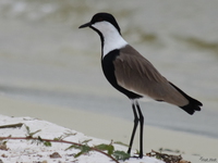 view--blacksmith lapwing Bugala Island, East Africa, Uganda, Africa