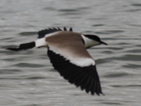 blacksmith lapwing Bugala Island, East Africa, Uganda, Africa