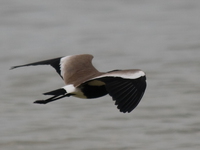 blacksmith lapwing Bugala Island, East Africa, Uganda, Africa