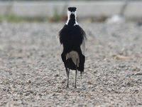 blacksmith lapwing Bugala Island, Bukoba, East Africa, Uganda, Tanzania, Africa