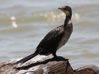 cormorant Kisumu, East Africa, Kenya, Africa