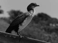 cormorant Jinja, East Africa, Uganda, Africa